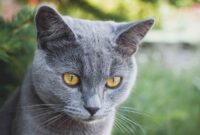 Cat Mesra Roo Dibenamkan Dengan Pemantul Mikro: Keterlihatan Malam yang Lebih Baik
